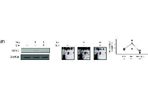 Western Blotting (WB) image for anti-Glyceraldehyde-3-Phosphate Dehydrogenase (GAPDH) antibody (ABIN2857072)