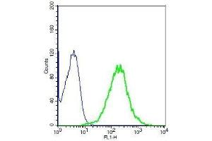 Human A549 cells probed with Rabbit Anti-LOX1 Polyclonal Antibody, Unconjugated . (OLR1 antibody  (AA 201-273))