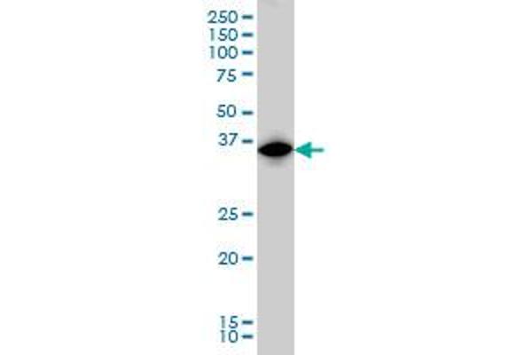 IRF1 antibody  (AA 216-325)