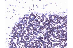 Immunohistochemical staining of rat brain. (C-JUN antibody  (AA 26-175))
