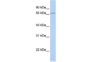 WB Suggested Anti-DNAJC1 Antibody Titration:  0. (DNAJC1 antibody  (Middle Region))