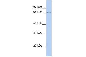 Western Blotting (WB) image for anti-DnaJ (Hsp40) Homolog, Subfamily C, Member 1 (DNAJC1) (Middle Region) antibody (ABIN2783863)
