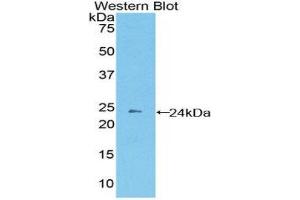 Western Blotting (WB) image for anti-Protocadherin beta 2 (PCDHb2) (AA 79-253) antibody (ABIN1860139) (PCDHb2 antibody  (AA 79-253))