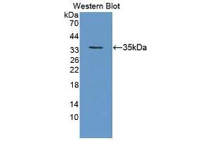 Figure. (Geminin antibody  (AA 8-206))