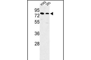 Western blot analysis of SLC3A1 Antibody (Center) (ABIN652750 and ABIN2842494) in K562, 293 cell line lysates (35 μg/lane). (SLC3A1 antibody  (AA 156-184))