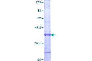 ARNTL2 Protein (AA 285-379) (GST tag)