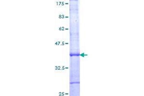 ARNTL2 Protein (AA 285-379) (GST tag)
