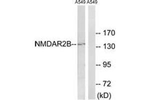 Western blot analysis of extracts from A549 cells, using NMDAR2B (Ab-1336) Antibody. (GRIN2B antibody  (AA 1302-1351))