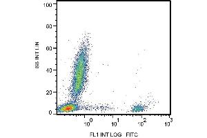 Surface staining of human peripheral blood with anti-CD20 (2H7) FITC. (CD20 antibody  (FITC))