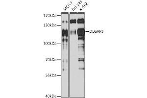 Western blot analysis of extracts of various cell lines, using DLG antibody (ABIN6130274, ABIN6139656, ABIN6139657 and ABIN6217626) at 1:1000 dilution. (DLGAP5 antibody  (AA 547-846))