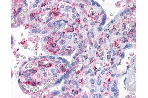Anti-CAB39L antibody IHC of human placenta. (CAB39L antibody  (AA 1-367))