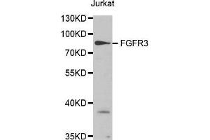Western Blotting (WB) image for anti-Fibroblast Growth Factor Receptor 3 (FGFR3) (AA 39-138) antibody (ABIN6213838) (FGFR3 antibody  (AA 39-138))