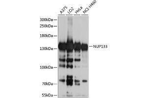 Western blot analysis of extracts of various cell lines, using NUP133 antibody (ABIN6128362, ABIN6144950, ABIN6144951 and ABIN6224804) at 1:1000 dilution. (NUP133 antibody  (AA 730-930))