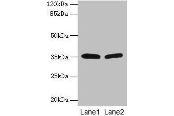 HSD17B12 antibody  (AA 40-181)