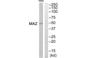 Western blot analysis of extracts from K562 cells, using MAZ antibody. (MAZ antibody  (Internal Region))
