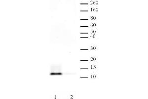 Histone H4 pan-acetyl antibody (pAb) tested by Western blot. (Histone H4 antibody  (acetylated, N-Term))