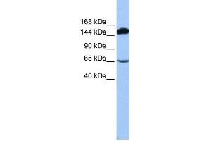 WB Suggested Anti-SRBD1 Antibody Titration:  0.