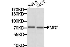 Western blot analysis of extracts of HeLa and 293T cells, using FMO2 antibody. (FMO2 antibody)