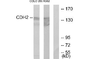 Western blot analysis of extracts from COLO205 cells and K562 cells, using CDH2 antibody. (N-Cadherin antibody)