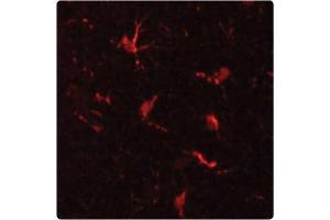 Staining of microglial cells in Mouse cerebral cortex (red) using MAC-1 Antibody . (CD11b antibody)