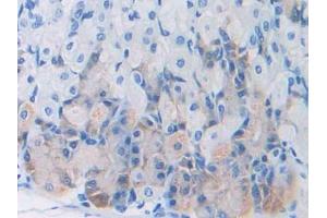 DAB staining on IHC-P; Samples: Mouse Stomach Tissue (Leptin antibody  (AA 22-167))
