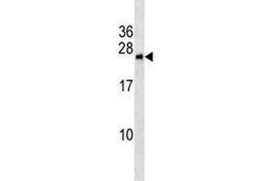 BNIP1 antibody western blot analysis in MCF-7 lysate (BNIP1 antibody  (AA 26-55))