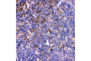 IHC analysis of IL7 using anti-IL7 antibody (ABIN3044526). (IL-7 antibody  (AA 26-154))