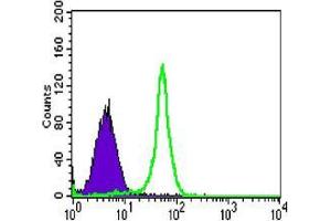 Flow cytometric analysis of HL-60 cells using TAB2 mouse mAb (green) and negative control (purple). (TAB2 antibody)