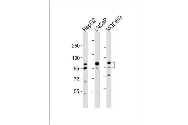 Anoctamin 7 antibody  (N-Term)