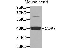 Western blot analysis of extracts of mouse heart, using CDK7 antibody (ABIN5970847) at 1/1000 dilution. (CDK7 antibody)