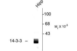 Image no. 1 for anti-14-3-3 alpha + beta (YWHAB) (C-Term) antibody (ABIN372584) (YWHAB antibody  (C-Term))