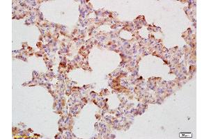 Formalin-fixed and paraffin embedded mouse lung labeled with Rabbit Anti CDC40 Polyclonal Antibody, Unconjugated  at 1:200 followed by conjugation to the secondary antibody and DAB staining (CDC40 antibody  (AA 481-579))