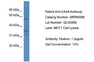WB Suggested Anti-CA5A  Antibody Titration: 0. (CA5A antibody  (C-Term))