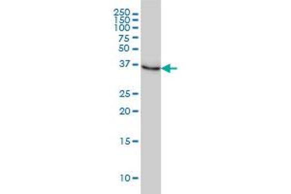 NMI antibody  (AA 1-100)