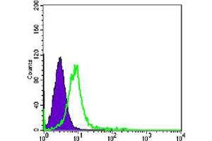 Flow cytometric analysis of K562 cells using CHD3 mouse mAb (green) and negative control (purple). (CHD3 antibody)