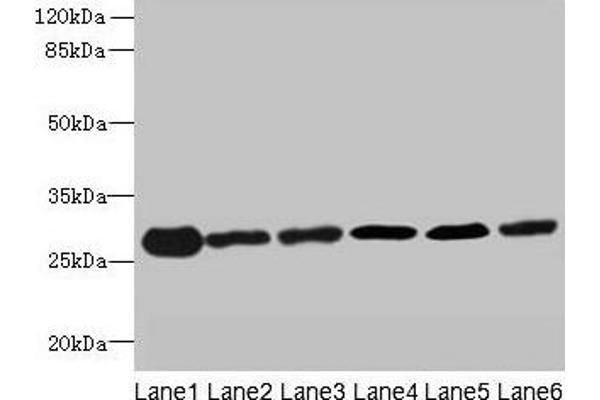 TMED9 antibody  (AA 40-197)