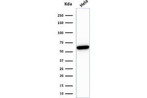 Western Blot Analysis of HeLa cell lysate using HSP60 Mouse Recombinant Monoclonal Antibody (rGROEL/780). (Recombinant HSPD1 antibody)