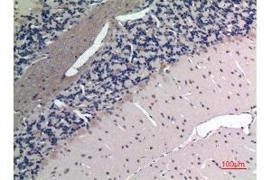 Immunohistochemistry (IHC) analysis of paraffin-embedded Rat Brain, antibody was diluted at 1:100.