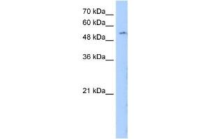LMBR1 antibody used at 0. (LMBR1 antibody)