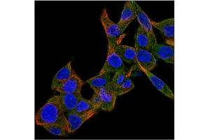 Immunofluorescence (IF) image for anti-Bone Morphogenetic Protein 4 (BMP4) antibody (ABIN181146) (BMP4 antibody)