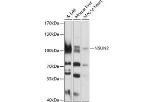Western blot analysis of extracts of various cell lines, using NSUN2 antibody (ABIN1681117, ABIN3017797, ABIN3017798 and ABIN6220260) at 1:1000 dilution. (NSUN2 antibody  (AA 508-767))