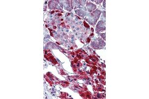 Immunohistochemical staining of human pancreas (A) and human adrenal gland (B) with LRRN4 polyclonal antibody . (LRRN4 antibody  (N-Term))