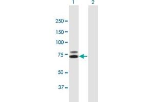 Western Blot analysis of TDRD3 expression in transfected 293T cell line by TDRD3 MaxPab polyclonal antibody.