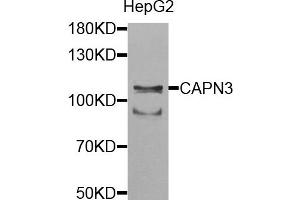 Western blot analysis of extracts of HepG2 cells, using CAPN3 antibody. (Calpain 3 antibody)