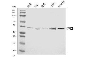 Western blot analysis of CYP2C8 using anti-CYP2C8 antibody (ABIN7600773).