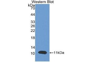 Western Blotting (WB) image for anti-Brain Natriuretic Peptide (BNP) (AA 27-134) antibody (ABIN1077872)