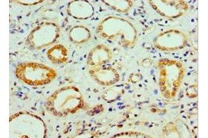 Immunohistochemistry of paraffin-embedded human kidney tissue using ABIN7148498 at dilution of 1:100 (COPS7A antibody  (AA 1-275))