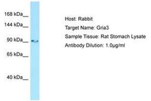 Image no. 1 for anti-Glutamate Receptor, Ionotropic, AMPA 3 (GRIA3) (AA 651-700) antibody (ABIN6749835) (Glutamate Receptor 3 antibody  (AA 651-700))