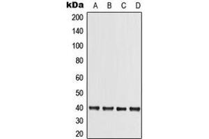 Western blot analysis of TRIB3 expression in HuvEc (A), HepG2 (B), SP2/0 (C), PC12 (D) whole cell lysates. (TRIB3 antibody  (N-Term))