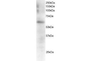 ABIN2562597 staining (0. (Fgr antibody  (C-Term))